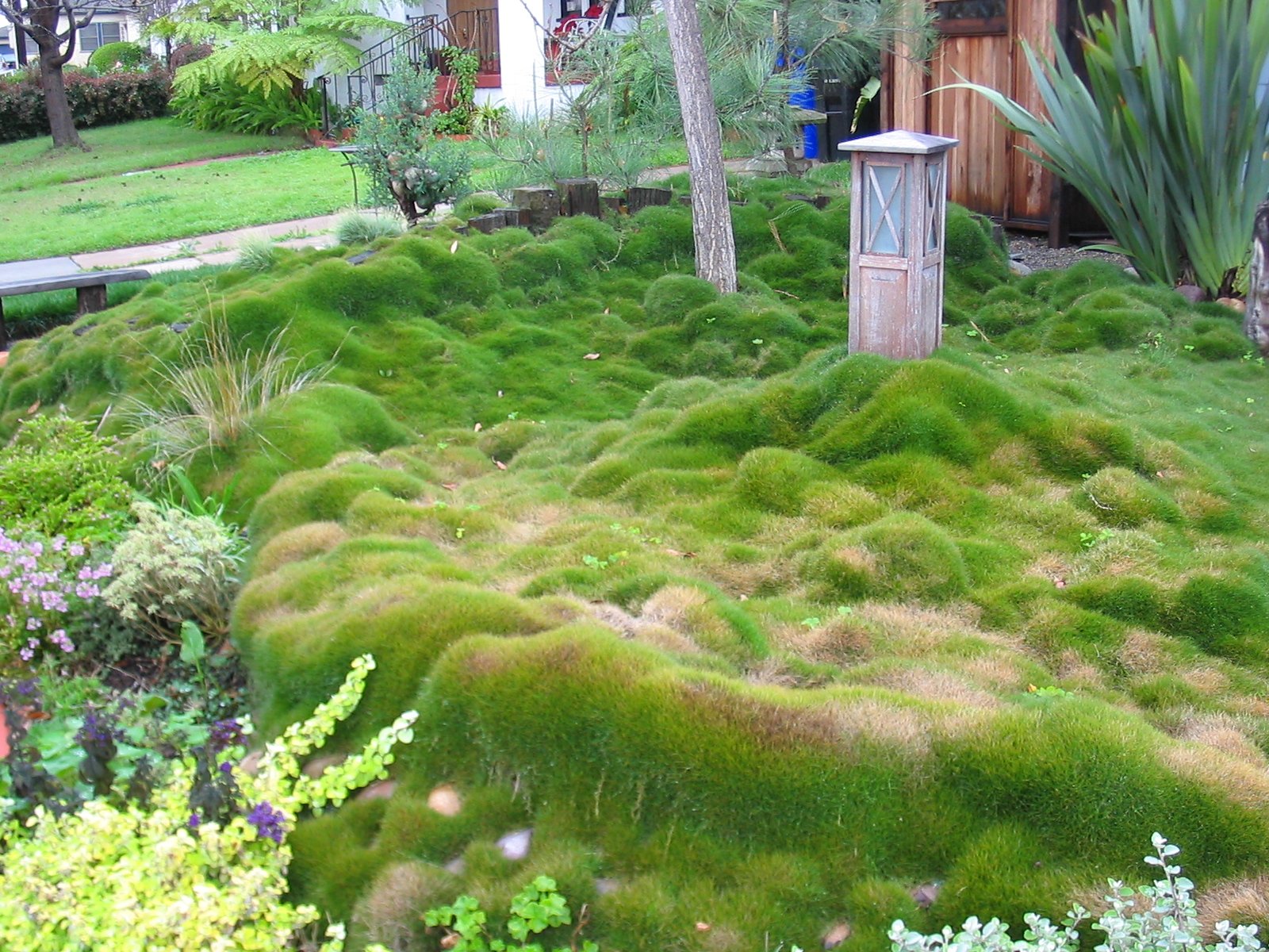 A garden covered in Zoysia Tenuifolia, a bright green grass that grows in soft rounded mounds resembling moss, with a wooden lantern and a timber fence behind it.